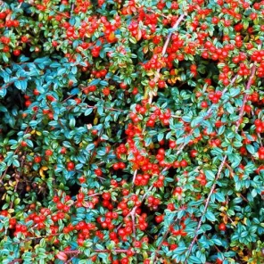Кизильник гибридный Корал Бьюти
