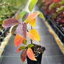 Гортензия метельчатая Даймонд Руж № 3