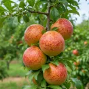 Плумкот (гибрид абрикоса и сливы) Корона № 3