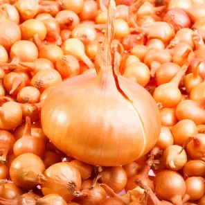 Лук-севок Штутгартен Ризен