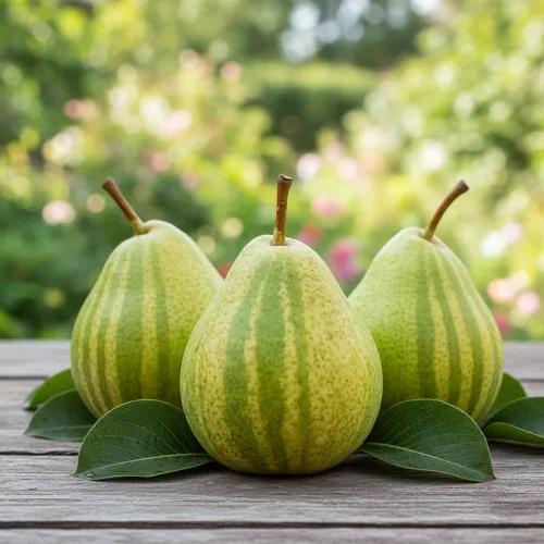 Груша азиатская Писанка