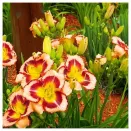 Лилейник долгоцветущий Биг Сити Ай № 2