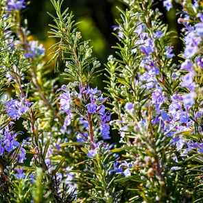 Розмарин лекарственный