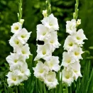 Гладиолус крупноцветковый Уайт Френдшип № 1