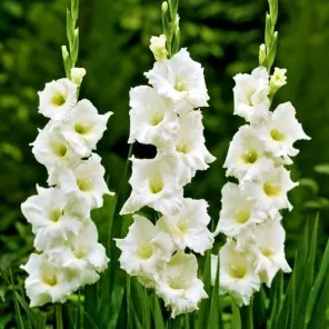 Гладиолус крупноцветковый Уайт Френдшип