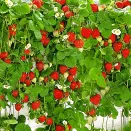 Земляника ремонтантная (крупноплодная) ампельная Сирафин, 5 саж. № 1