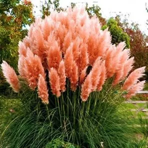 Пампасная трава Розеа