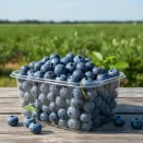 Голубика самоплодная для контейнеров Чиппева № 2