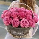 Роза чайно-гибридная горшечная Кантри Гарден № 2