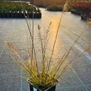 Пеннисетум лисохвостный Блэк Бьюти № 2