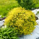 Спирея японская болезнеустойчивая Голден Принцесс № 1