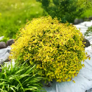 Спирея японская болезнеустойчивая Голден Принцесс