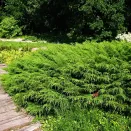 Микробиота перекрестнопарная № 1