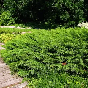 Микробиота перекрестнопарная