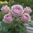 Роза чайно-гибридная нераскрывающаяся Византия № 1