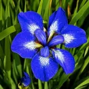 Ирис сибирский Ай Си Старз № 2