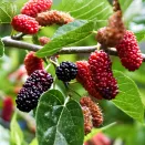 Шелковица морозостойкая самоплодная Владимирская № 2