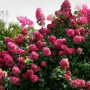 Гортензия метельчатая Даймонд Руж № 1
