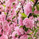 Миндаль трехлопастной Розенмунд № 2