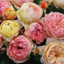 Роза шраб Розоман Жанон № 1