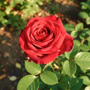 Роза чайно-гибридная Ред Наоми