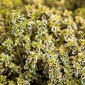 Тимьян (чабрец) лимоннопахнущий Голди