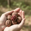 Орех грецкий с красным ядром Рубин № 2