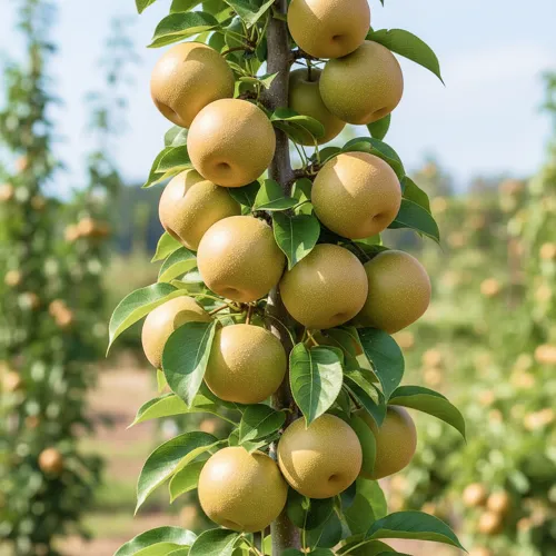 Яблоко-груша колоновидная азиатская Секуи