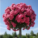 Роза штамбовая Ангела № 1