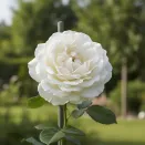 Роза штамбовая Аваланж № 4