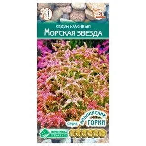 Седум (очиток) Морская звезда Евросемена
