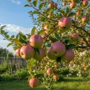 Яблоня со вкусом клубничного лимонада Хидден Роуз № 3