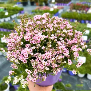 Гипсофила ползучая Кнюддель