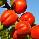 Абрикос с изысканным вкусом Рубиста № 1