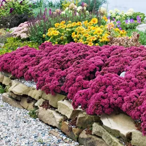 Очиток (седум) гибридный Санспарклер Файеркрекер