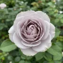 Роза спрей премиум Инносент Карамель № 1