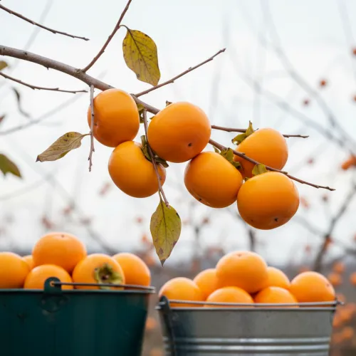 Хурма самоплодная со вкусом рома Джон Рик