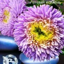 Астра китайская Хризантелла Лунный камень Евросемена № 2