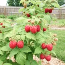 Малина ремонтантная Жозефина № 2