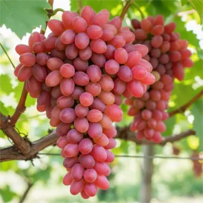 Виноград Кишмиш Мечта