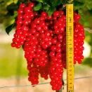 Смородина красная Ровада № 1