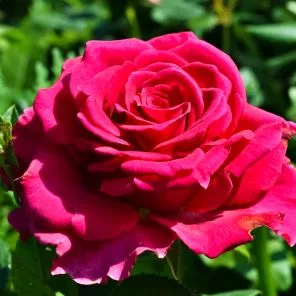 Роза чайно-гибридная с фруктовым ароматом Готча