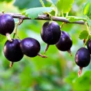 Крыжовник с мягкими шипами Орленок № 1