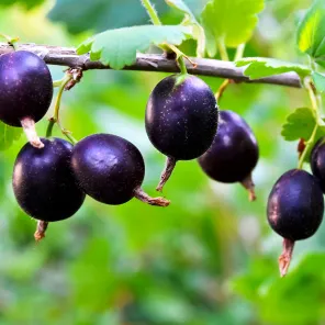 Крыжовник с мягкими шипами Орленок