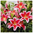 Лилия восточная Старгейзер № 3