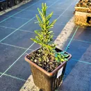 Розмарин лекарственный № 3