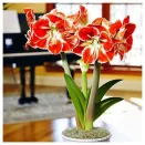 Амариллис (гиппеаструм) Самба № 1