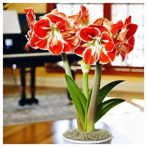 Амариллис (гиппеаструм) Самба