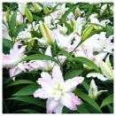 Лилия восточная махровая Мисс Люси № 2