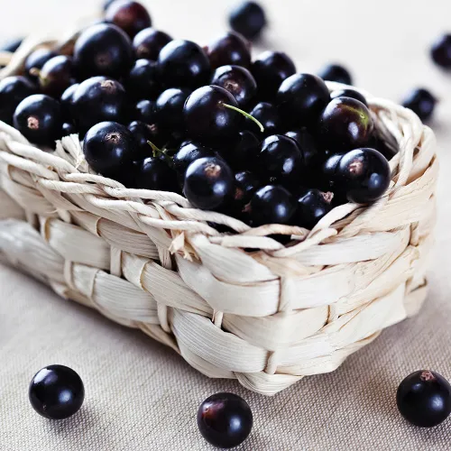 Смородина черная сверхурожайная Сокровище